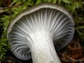 Hygrophorus camarophyllus